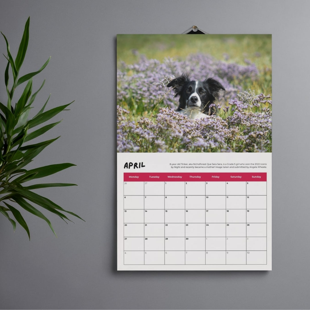 2026 Agility Wall Calendar